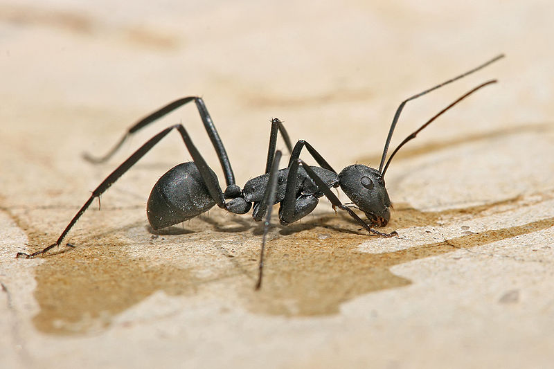 Carpenter Ant Control Sherwood Park