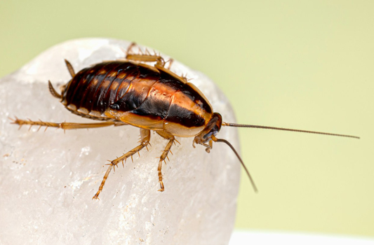 Cockroach Control Sherwood Park
