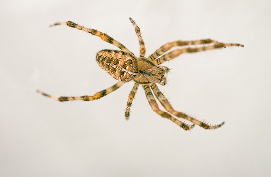 Spider Control Sherwood Park